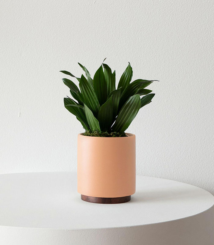 Forest Leggings - Görsel 5